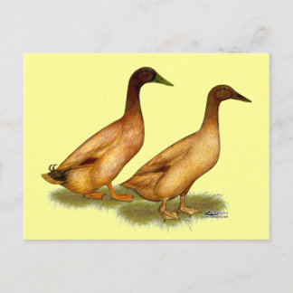 Ducks: Khaki Campbell Postcard
