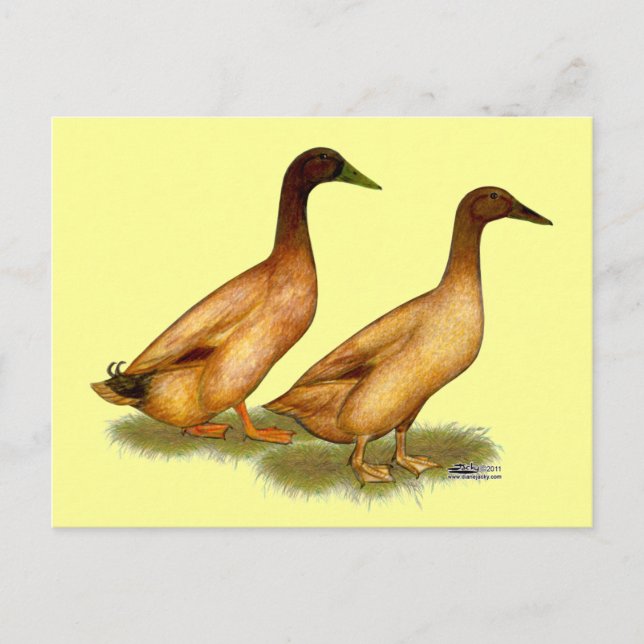 Ducks:  Khaki Campbell Postcard (Front)