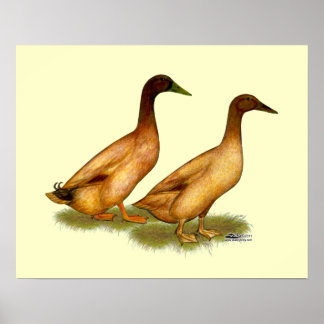 Ducks:  Khaki Campbell Poster