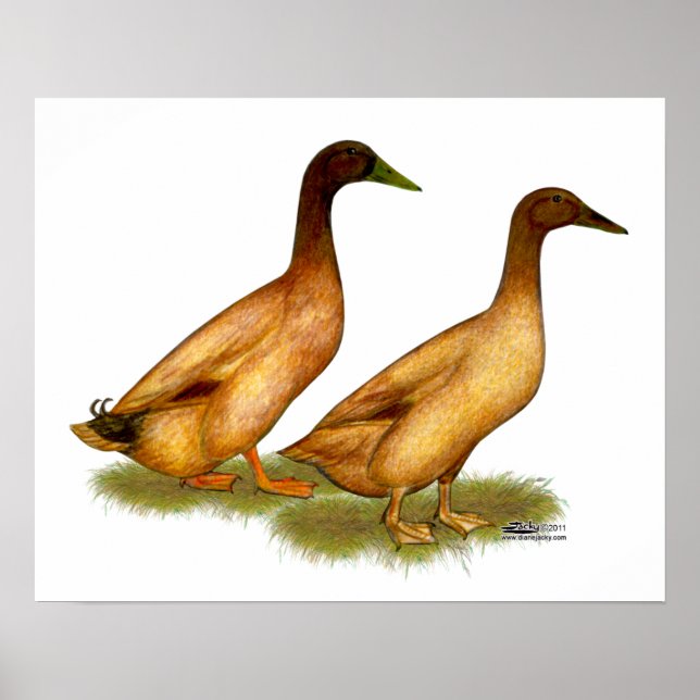 Ducks:  Khaki Campbell Poster (Front)