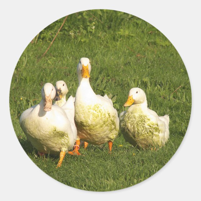 ducks, live, meadow, animal, farm, country life, classic round sticker (Front)