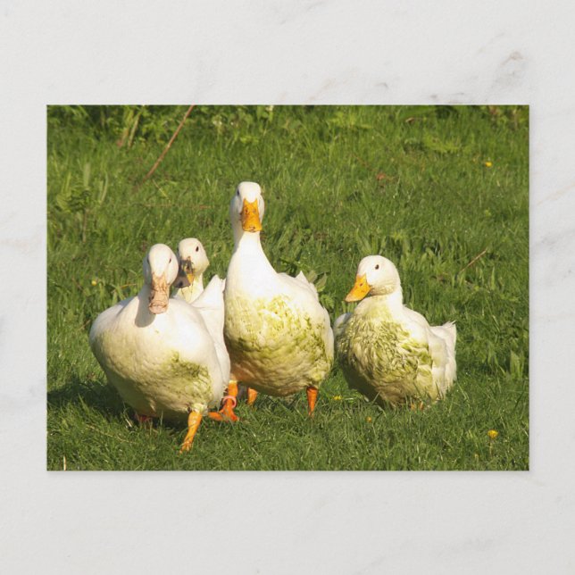 ducks, live, meadow, animal, farm, country life, postcard (Front)