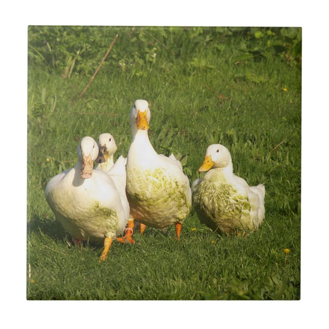 ducks, live, meadow, animal, farm, country life, tile (Front)