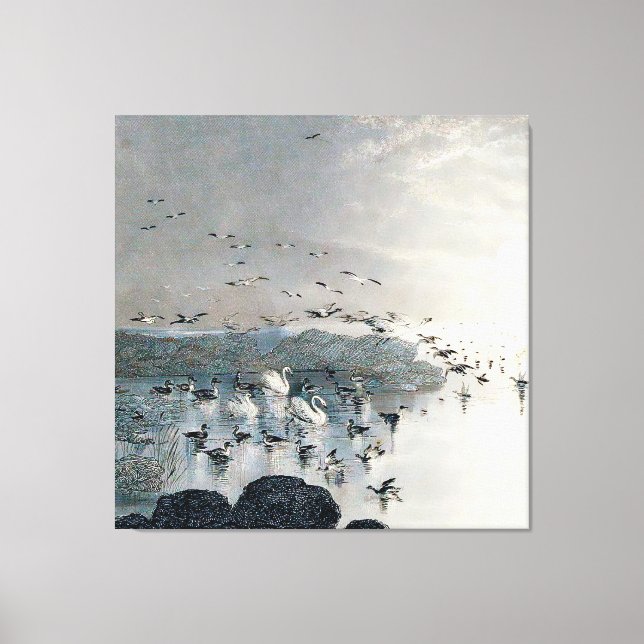 Ducks, Mallards and Swans on the lake at sunset Canvas Print (Front)