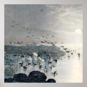 Ducks, Mallards and Swans on the lake at sunset Poster