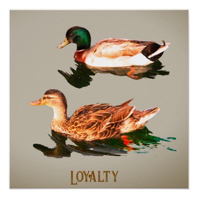 Ducks mallards. Loyalty Poster (Front)