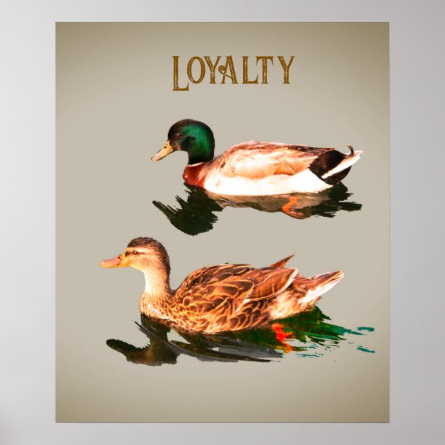 Ducks mallards. Loyalty Poster (Front)