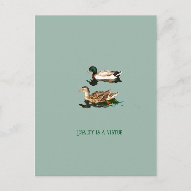 Ducks mallards postcard (Front)