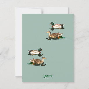 Ducks mallards postcard
