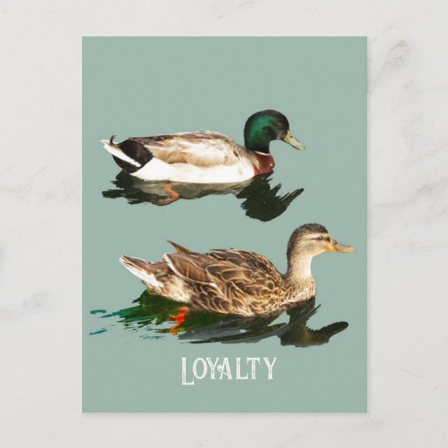 Ducks mallards postcard (Front)