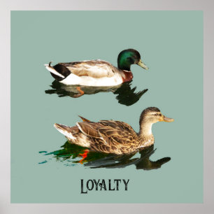 Ducks mallards poster