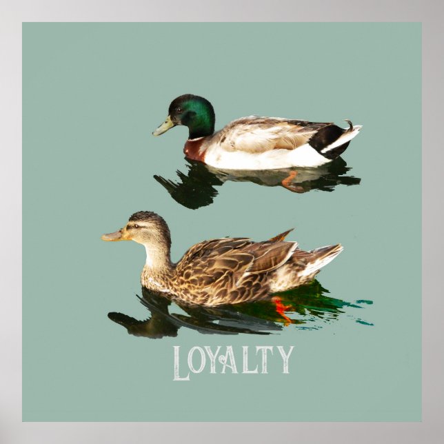 Ducks mallards poster (Front)