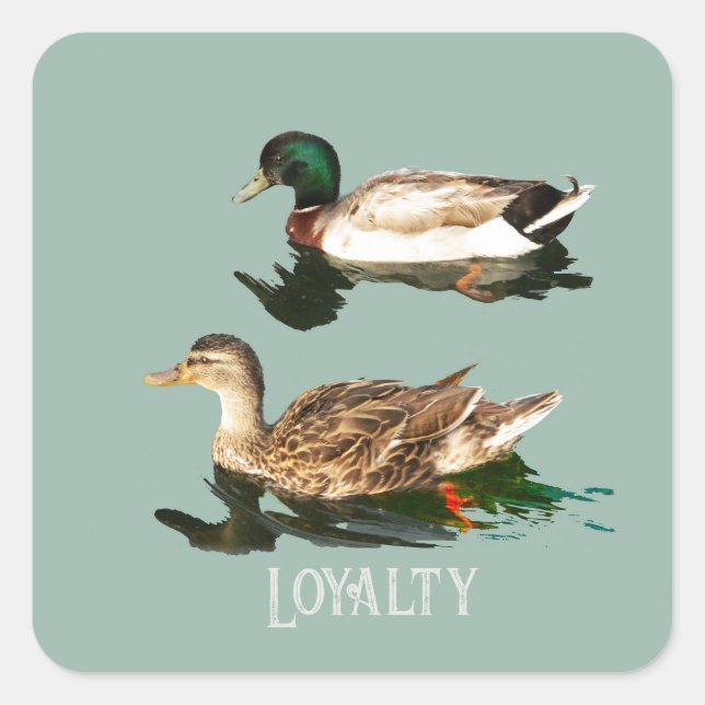 Ducks mallards square sticker (Front)