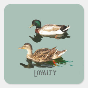 Ducks mallards square sticker