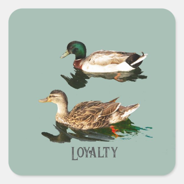 Ducks mallards square sticker (Front)