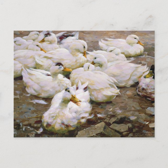 Ducks on a pond postcard (Front)