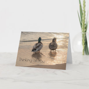 Ducks on beach card
