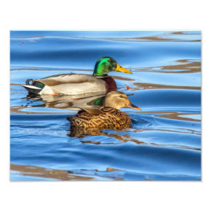 Ducks On Blue Water Photo Print