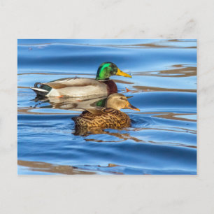 Ducks On Blue Water Postcard