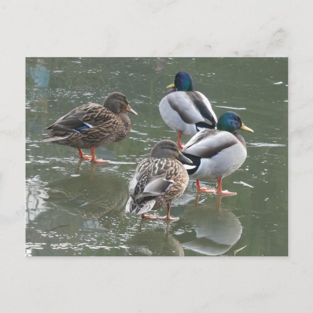 Ducks on Ice DIY Postcard (Front)