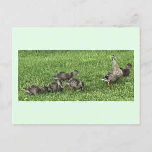Ducks on the Grass Postcard