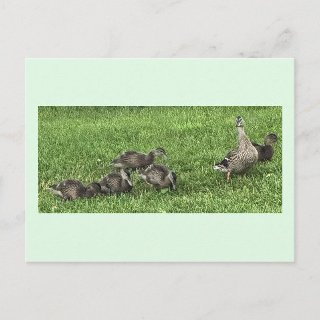 Ducks on the Grass Postcard (Front)