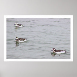 Ducks Photo Poster