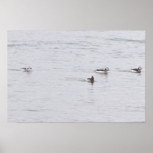 Ducks Photo Poster