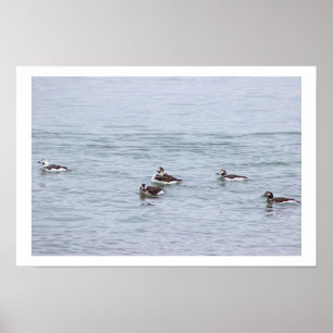 Ducks Photo Poster