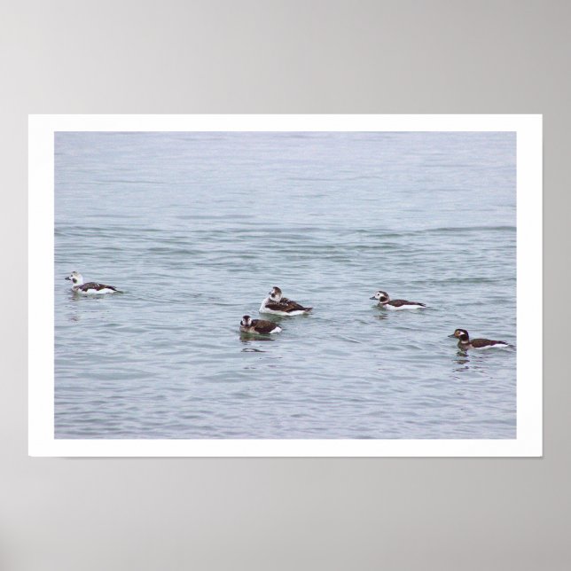 Ducks Photo Poster (Front)