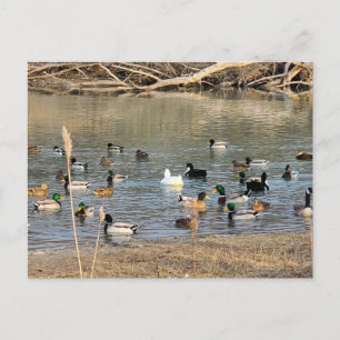 Ducks Postcard