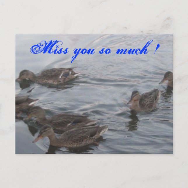 DUCKS POSTCARD (Front)