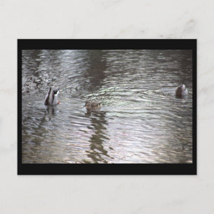 Ducks Postcard