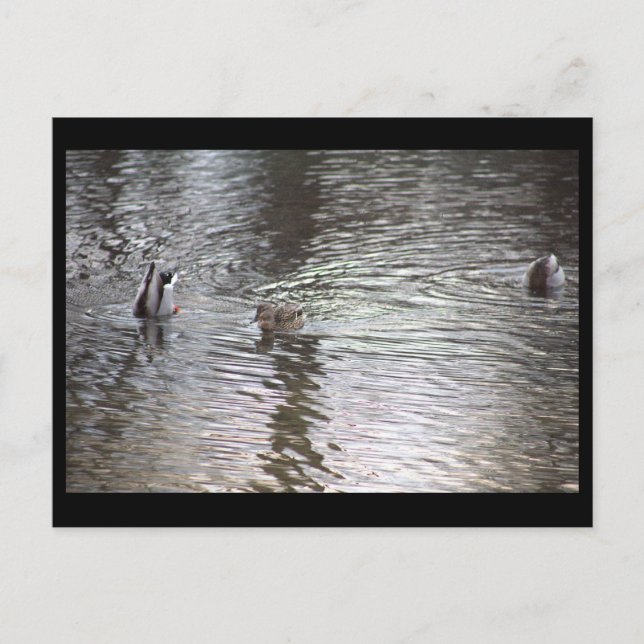 Ducks Postcard (Front)