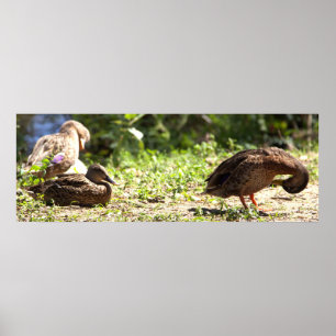 Ducks Poster