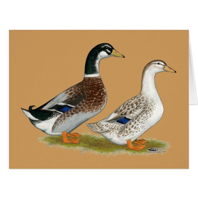 Ducks:  Silver Appleyard (Front Horizontal)