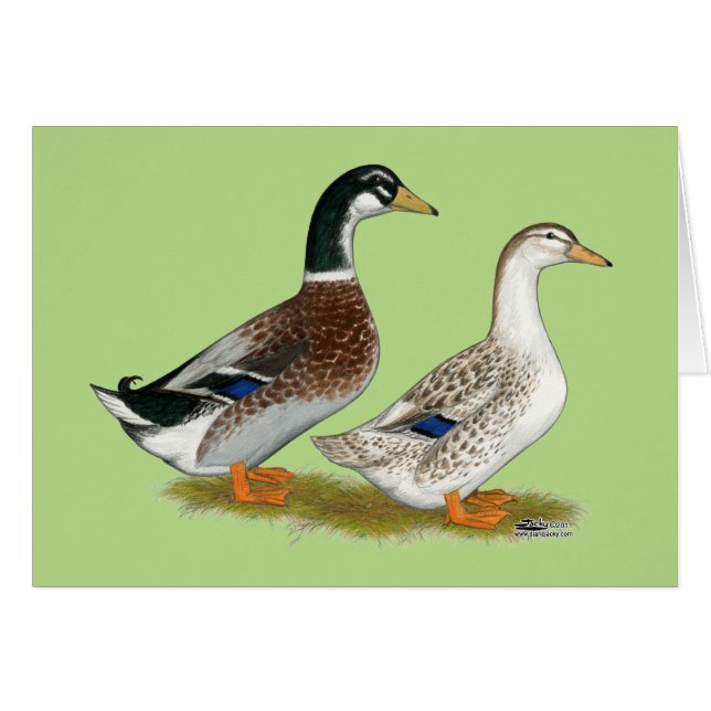 Ducks:  Silver Appleyard (Front Horizontal)