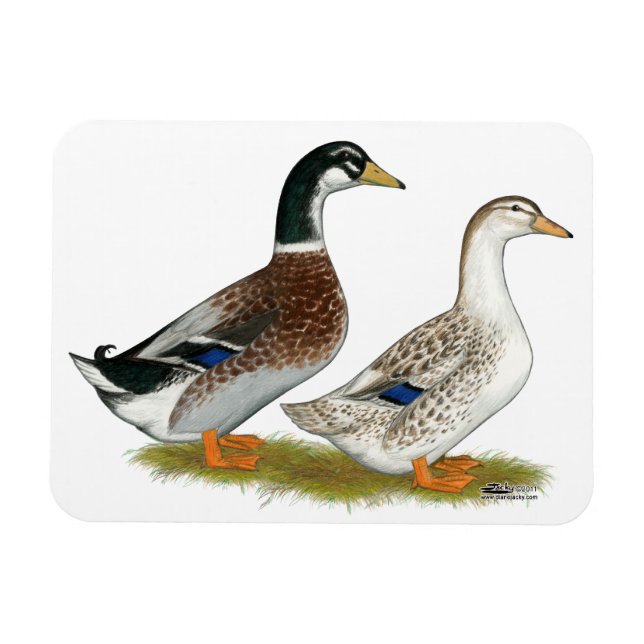 Ducks:  Silver Appleyard Magnet (Horizontal)
