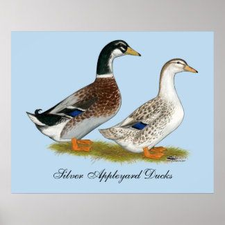 Ducks: Silver Appleyard Poster