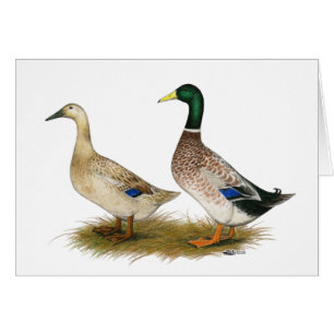 Ducks: Silver Welsh Harlequin