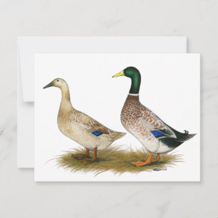 Ducks: Silver Welsh Harlequin