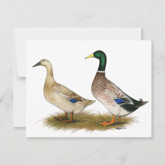 Ducks: Silver Welsh Harlequin