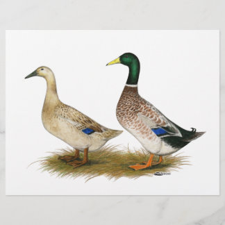 Ducks:  Silver Welsh Harlequin Flyer