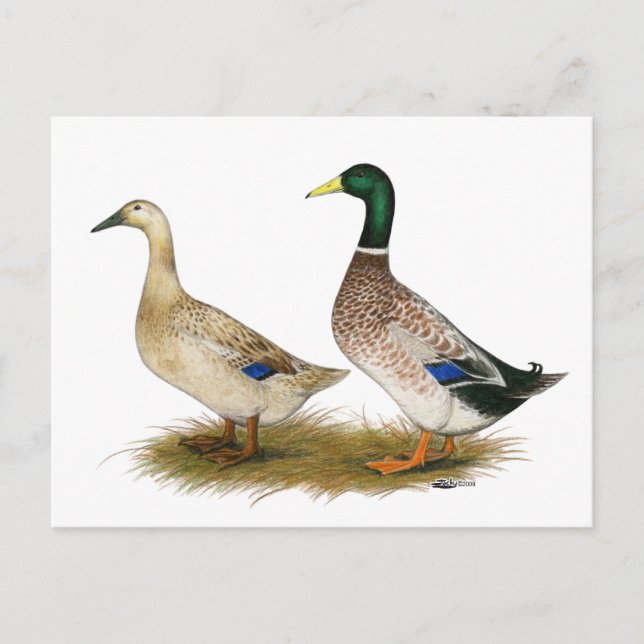 Ducks:  Silver Welsh Harlequin Postcard (Front)