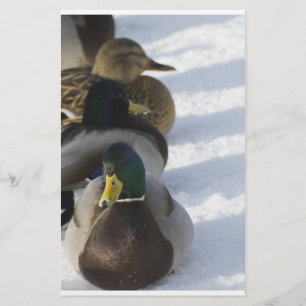 Ducks Stationery