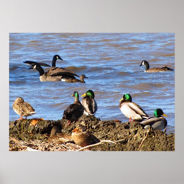 Ducks Watching Geese Poster (Front)