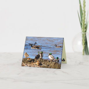 Ducks Watching Geese Thank You Card