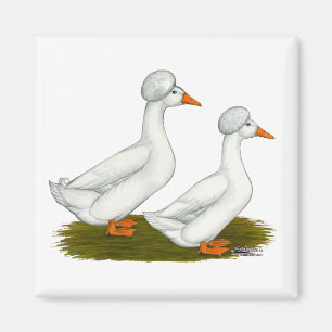 Ducks: White Crested Magnet