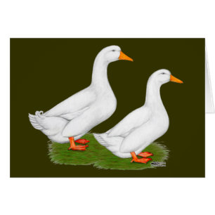 Ducks:  White Pekins