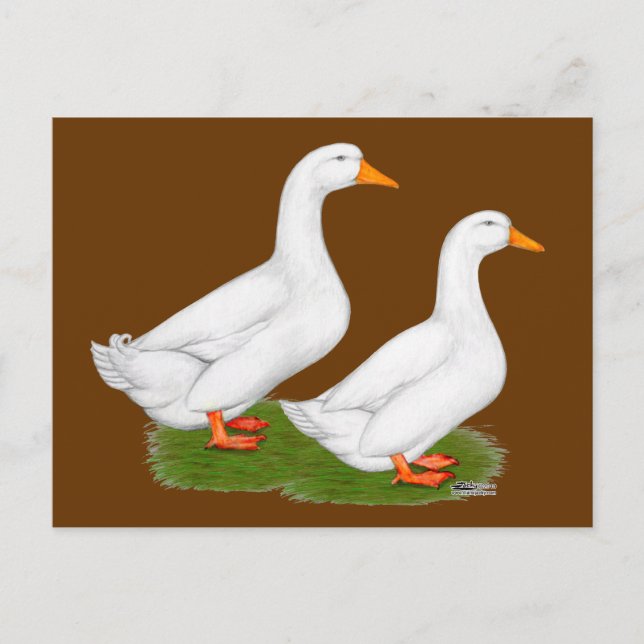 Ducks:  White Pekins Postcard (Front)